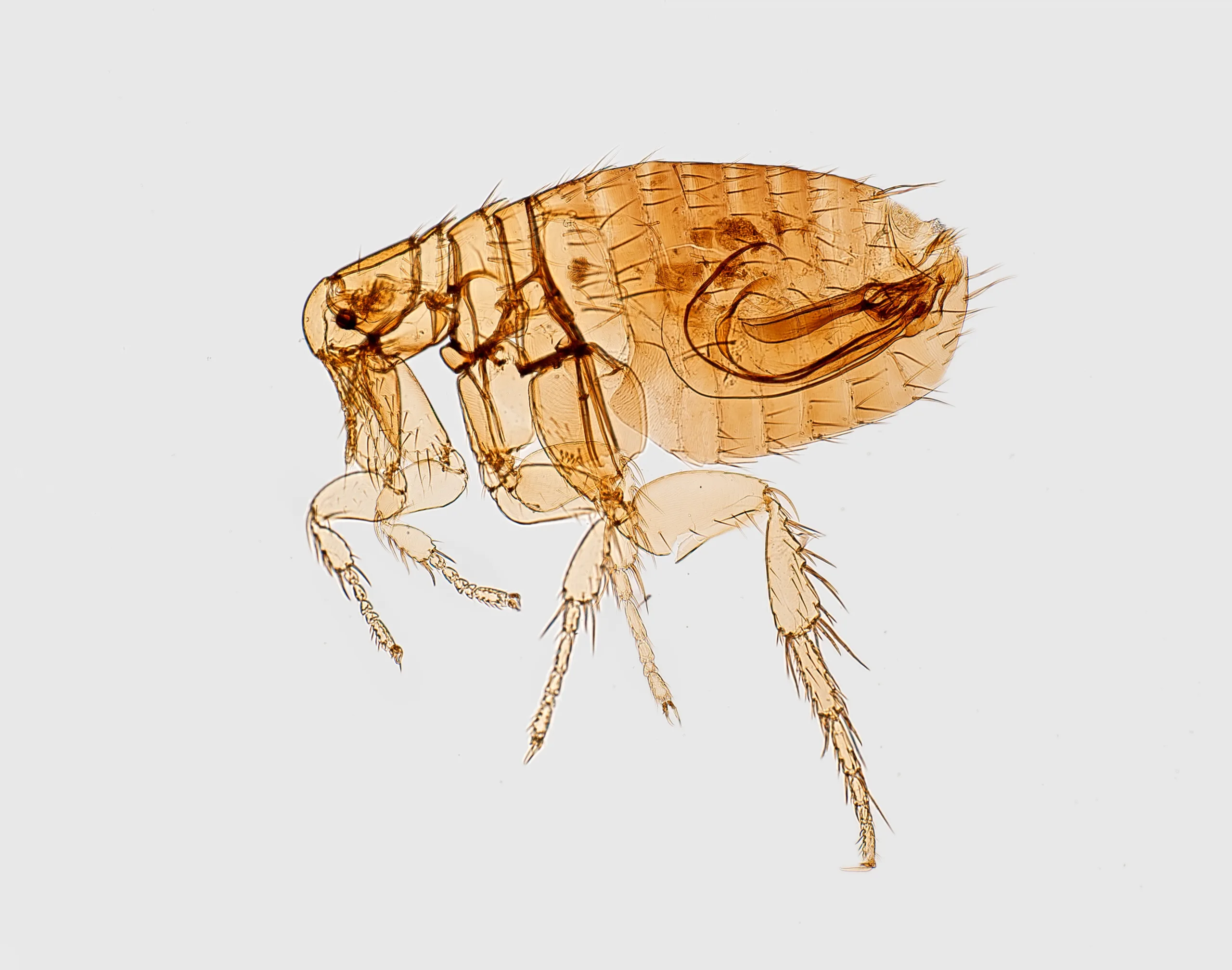 how to tell how bad a flea infestation is